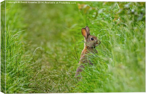 Rabbit, Who you looking at? Canvas Print by David Knowles