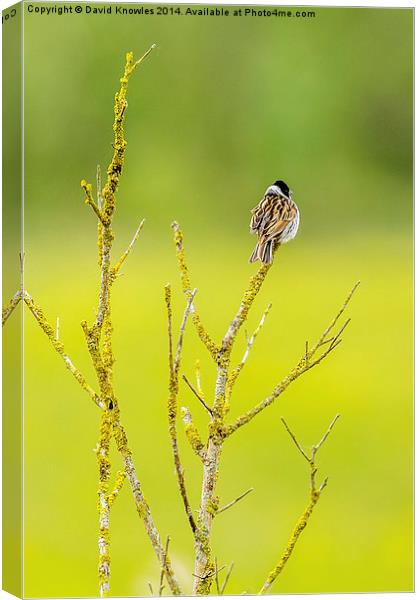 Male Reed bunting Canvas Print by David Knowles