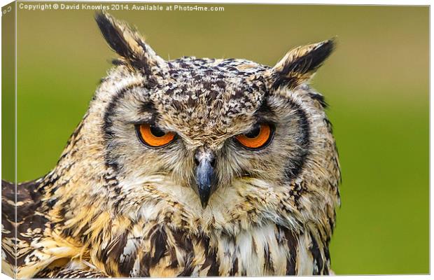 Eyes of an Eagle Owl Canvas Print by David Knowles