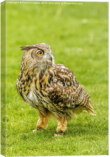 Eagle owl on the grass Canvas Print by David Knowles