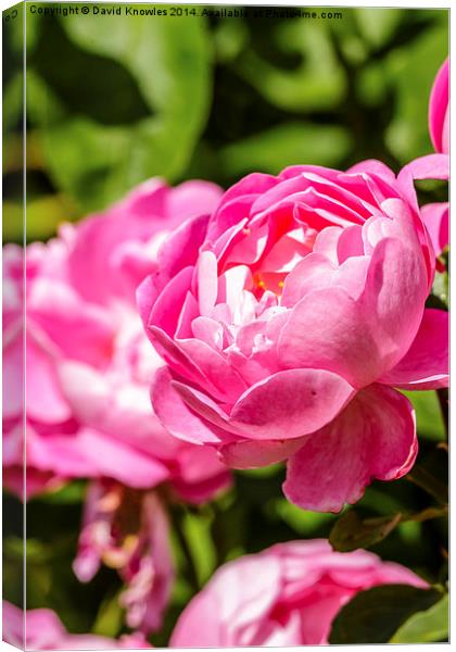  Pink Rose Canvas Print by David Knowles