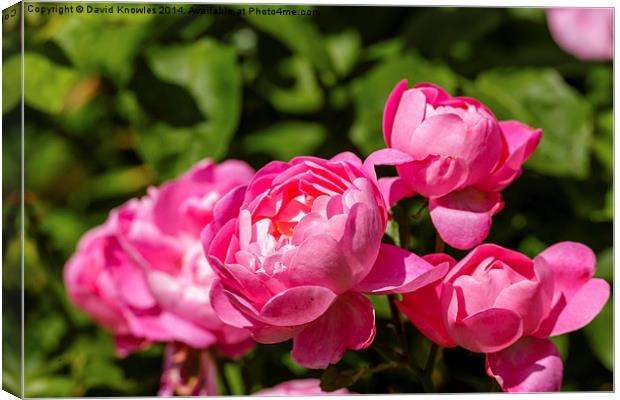  A group of pink rose blossoms Canvas Print by David Knowles