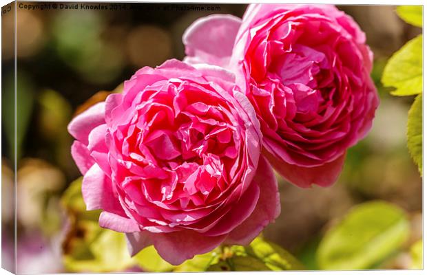  Twin pink rose blossoms Canvas Print by David Knowles