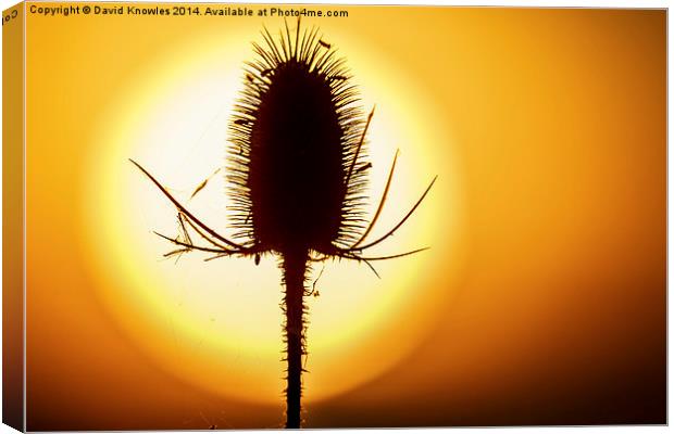  Beautiful back lit teasel  at sunset Canvas Print by David Knowles