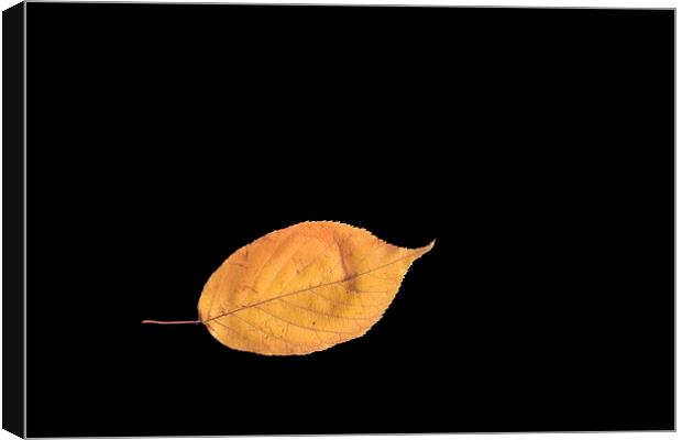  Leaf on black Canvas Print by Ivan Kovacs