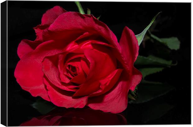  Red Red Rose Canvas Print by Charlotte Moon