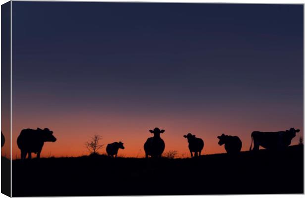 Cow Sunset Canvas Print by Charlotte Moon