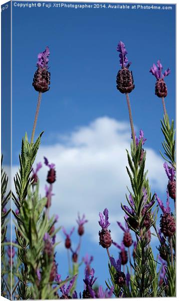 Lavender In The Sky Canvas Print by Fuji Xt1Photographer