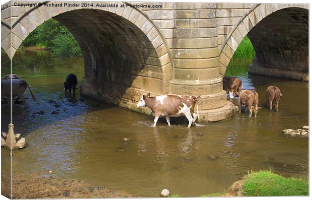 Cows Paddling in a River Canvas Print by Richard Pinder