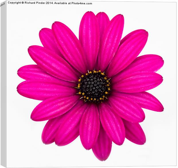  African Daisy Canvas Print by Richard Pinder