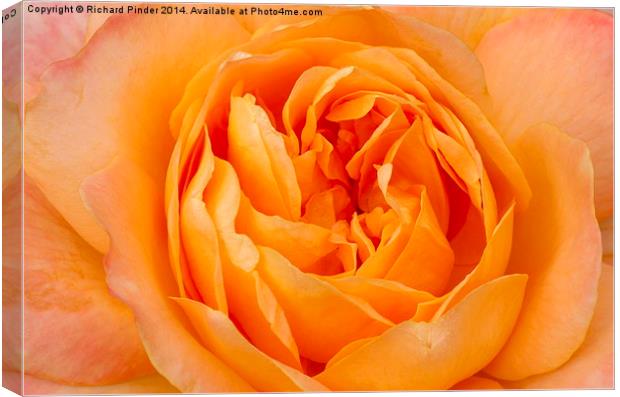 Beautiful Yellow Peace Rose  Canvas Print by Richard Pinder
