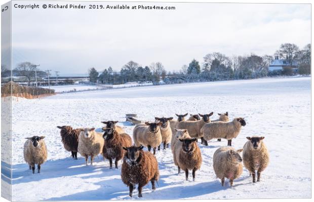 Winter Sheep. Canvas Print by Richard Pinder