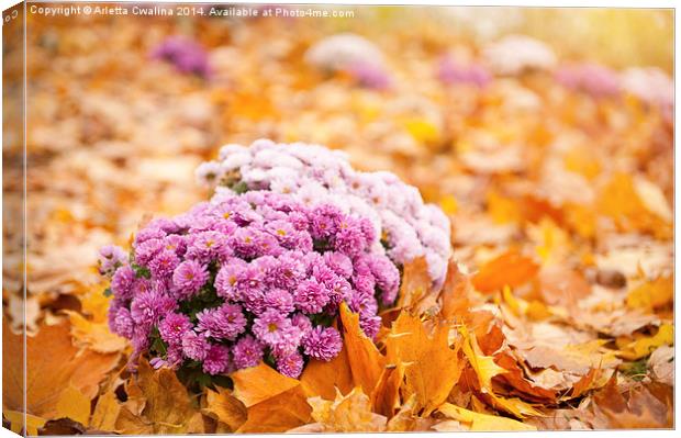 Dendranthema or Chrysanthemum in autumn leaves  Canvas Print by Arletta Cwalina