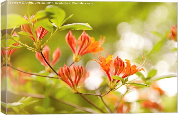 Rhododendron or Azalea Glowing Embers Canvas Print by Arletta Cwalina