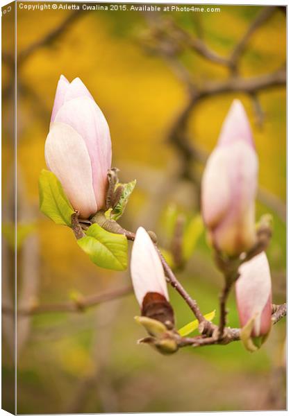 Pink Magnolia buds grow Canvas Print by Arletta Cwalina