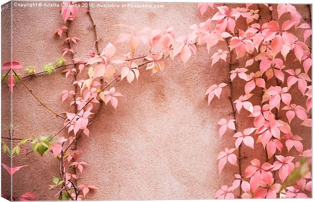 Wall abstract old ivy leaves Canvas Print by Arletta Cwalina
