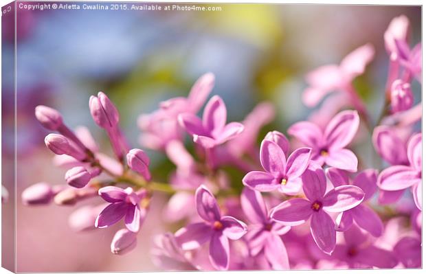 Lilac flowerets bright pink Canvas Print by Arletta Cwalina