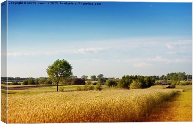 Rural wheat field view Canvas Print by Arletta Cwalina