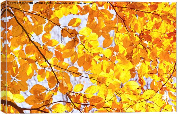 Autumn beech Fagus foliage Canvas Print by Arletta Cwalina