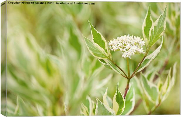 Cornus alba flowering twig Canvas Print by Arletta Cwalina