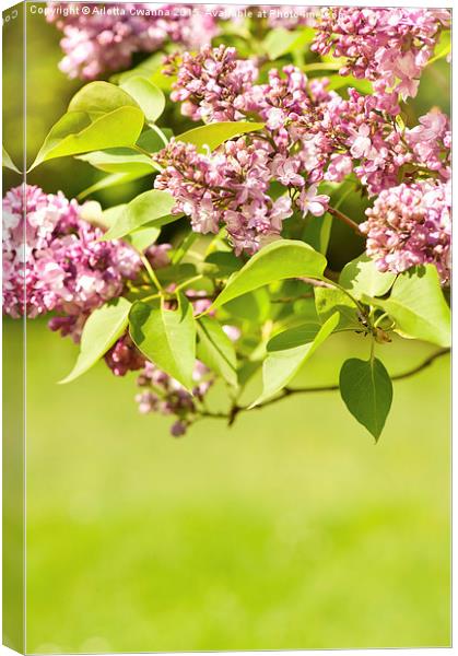 Flowering Lilac vibrant pink Canvas Print by Arletta Cwalina