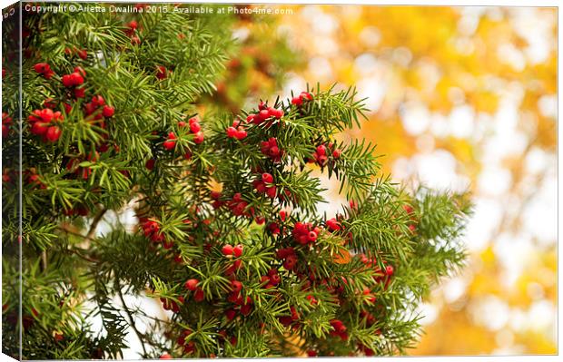 Yew red fruits bunch grow Canvas Print by Arletta Cwalina