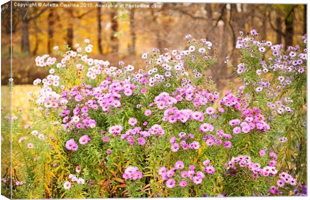 Aster flowering plants bunches Canvas Print by Arletta Cwalina
