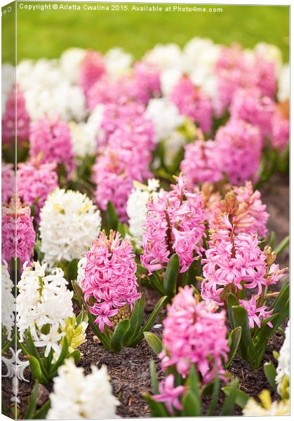 Hyacinthus pink white flowering Canvas Print by Arletta Cwalina