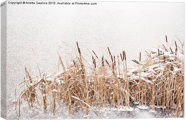 Typha reeds at frozen lake Canvas Print by Arletta Cwalina