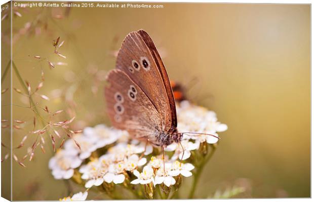 Aphantopus hyperantus or Ringlet brown butterfly  Canvas Print by Arletta Cwalina