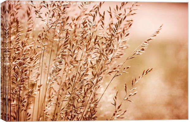 Bunch of sepia toned grass inflorescence  Canvas Print by Arletta Cwalina