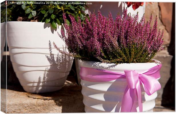 ling plant grow in white flowerpot with pink bow Canvas Print by Arletta Cwalina