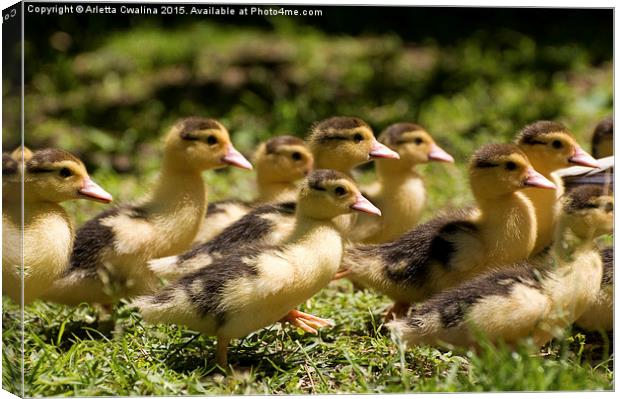 Yellow Muscovy duck ducklings running fast  Canvas Print by Arletta Cwalina