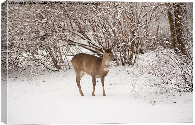 doe search food in snow Canvas Print by Arletta Cwalina