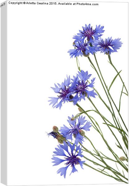 Slant blue cornflower flowers isolated  Canvas Print by Arletta Cwalina