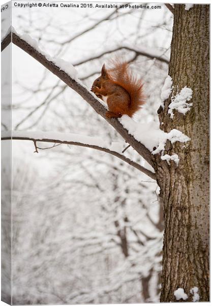 Squirrel sitting on twig in snow and eating Canvas Print by Arletta Cwalina