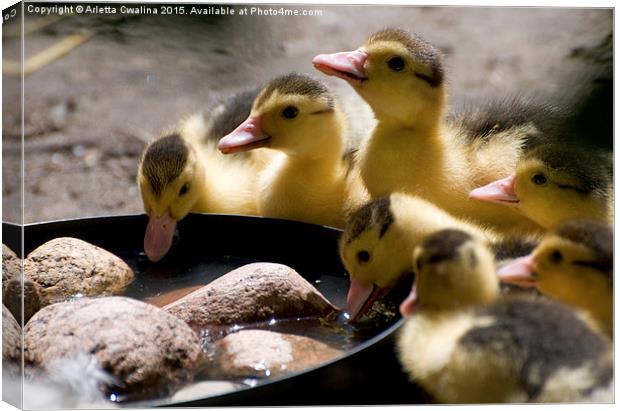 Yellow Muscovy duck ducklings drinking water  Canvas Print by Arletta Cwalina