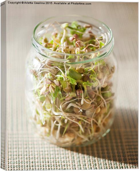 Many cereal sprouts growing in glass jar  Canvas Print by Arletta Cwalina