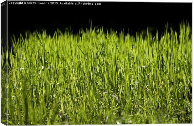 bright grass leaves grow on black background Canvas Print by Arletta Cwalina