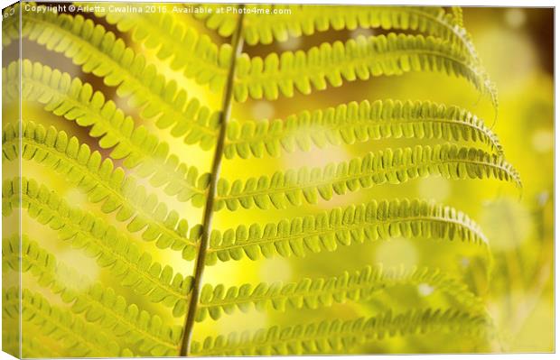 Macro of Dryopteris called wood fern young leaf  Canvas Print by Arletta Cwalina