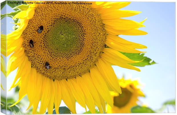 bumblebees taking nectar on yellow sunflower  Canvas Print by Arletta Cwalina