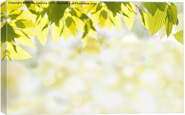Elm green leaves and blurred space Canvas Print by Arletta Cwalina
