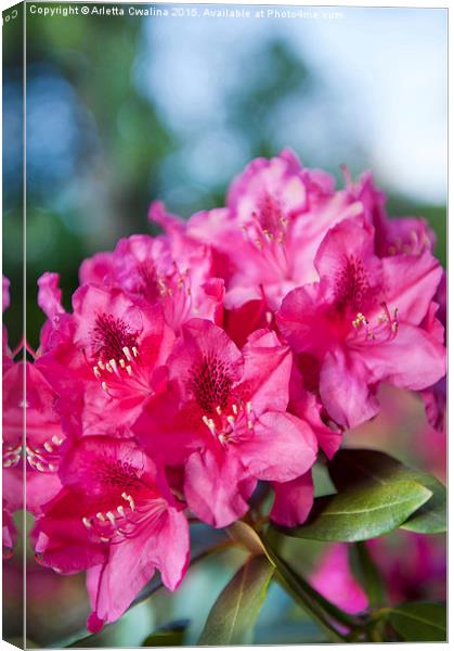 Rhododendron or Azalea plant bright pink flowers  Canvas Print by Arletta Cwalina
