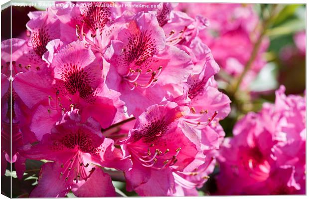 Rhododendron called Azalea bright pink flowers  Canvas Print by Arletta Cwalina