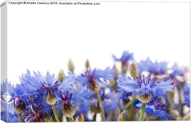 blue cornflower flowerheads isolated Canvas Print by Arletta Cwalina