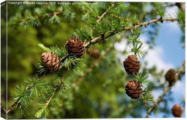 Larix polonica or Larch small cones on twig  Canvas Print by Arletta Cwalina