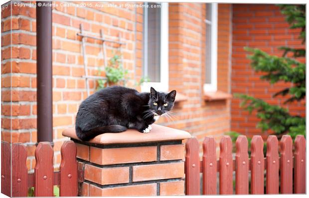 One lonely stray black cat sitting on fence  Canvas Print by Arletta Cwalina