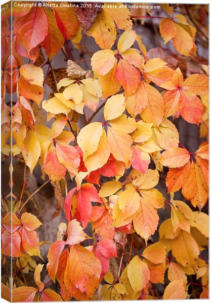 vine yellow red leaves Canvas Print by Arletta Cwalina