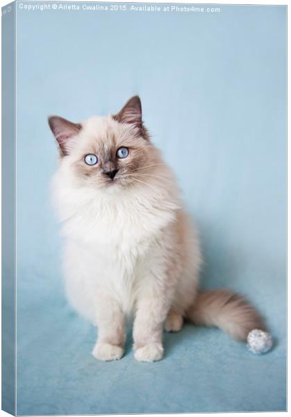  Admirable blue eyes kitty Canvas Print by Arletta Cwalina