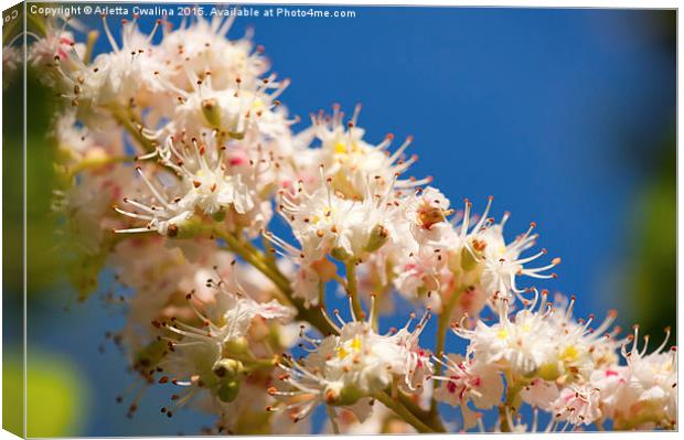 Macro of blooming Aesculus on blue sky  Canvas Print by Arletta Cwalina